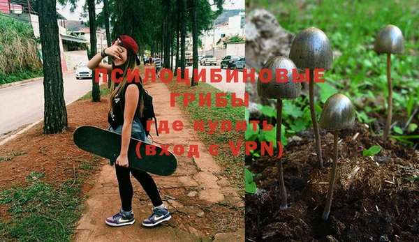 шишки Аркадак