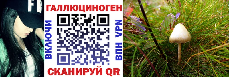 Галлюциногенные грибы Psilocybe  Купить закладки  Стародуб 